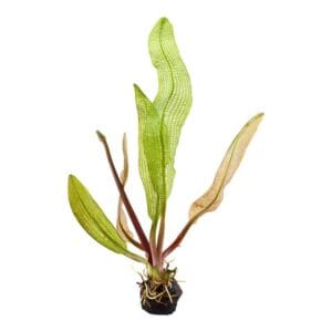 Aponogeton madagascarensis