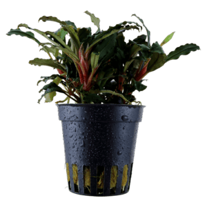 Bucephalandra "Wavy Green"