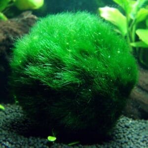 Cladophora aegagropila аквариумно растение