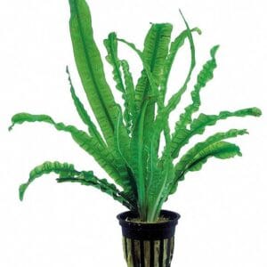 Crinum natans