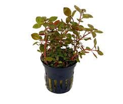 Ludwigia Repens spec. Red