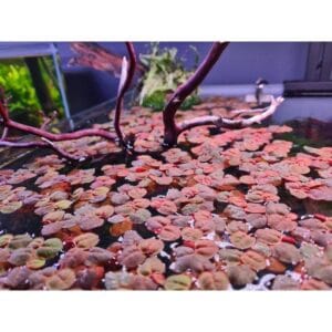 Phyllanthus fluitans Red Root Floater