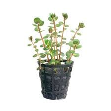 Rotala rotundifolia Blood Red