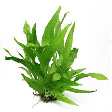 Microsorum pteropus