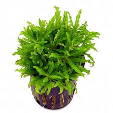 Pogostemon helferi