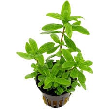 Hygrophila corymbosa