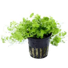 Hydrocotyle tripartita Japan "mini"