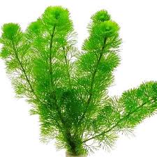 Cabomba aquatica