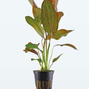 Echinodorus ozelot