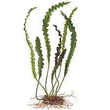 Aponogeton longiplumulosus луковично растение за сладководен аквариум