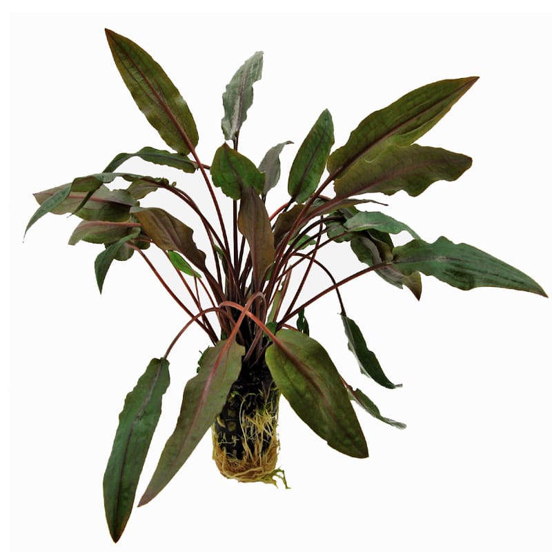Cryptocoryne Undulatus