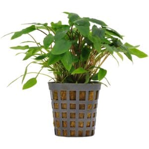 Cryptocoryne Wendtii Green