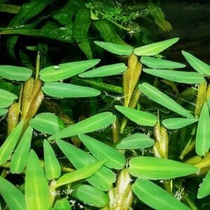 Плаващо растение Hygrorysa Aristata