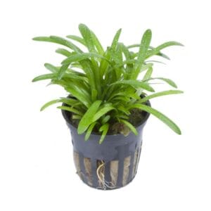 Saggitaria Subulata