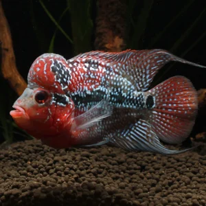 Флавърхорн Камфа 12см - Kamfa Flowerhorn Cichlid