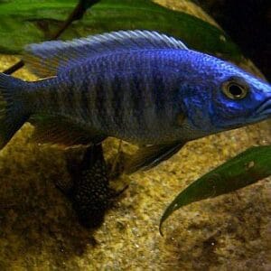 Сцианохромис Фрайери - Sciaenochromis fryeri