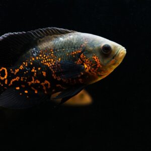 Астронотус 6см - Astronotus ocellatus