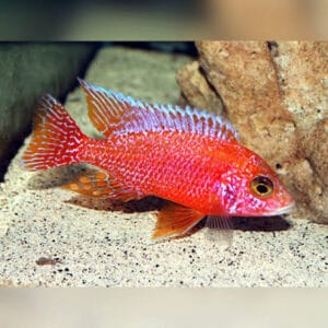 Аулонокора Strawberry - Aulonocara sp.