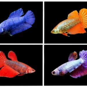 Бета Halfmoon Женска - Betta Halfmoon