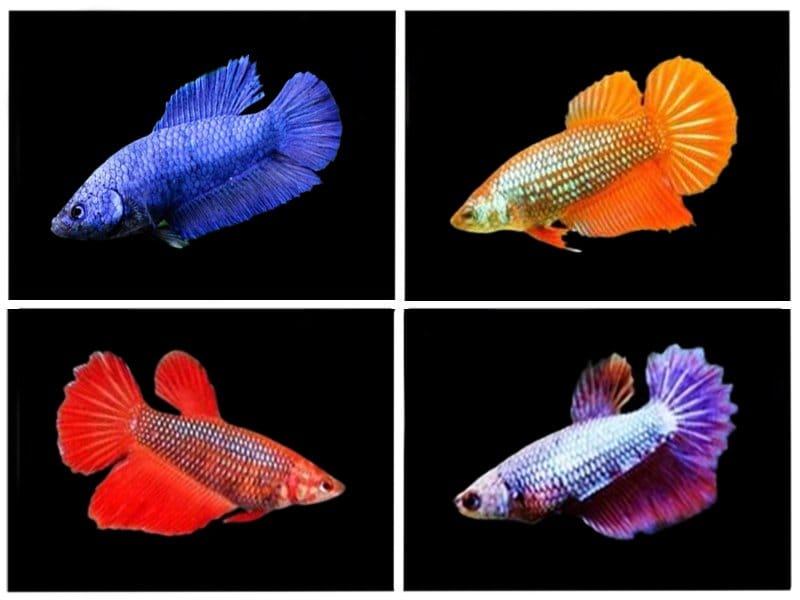 Бета Halfmoon Женска - Betta Halfmoon