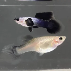 Гупи Panda Short Tail