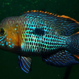 Еквиденс Ривулатус - Andinoacara rivulatus
