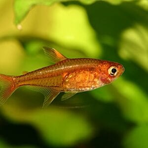 Ембер Тетра - Hyphessobrycon amandae