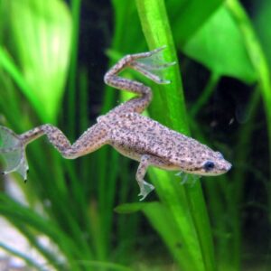 Жаба - Hymenochirus boettgeri