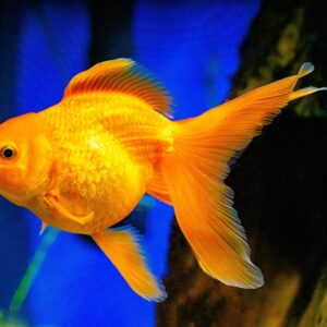 Златна рибка - Carassius auratus