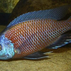Копадихромис Борлей - Copadichromis borleyi