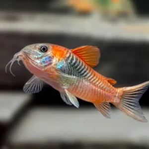 Коридорас Венецуела Ориндж - Corydoras Venezuela Orange