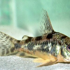 Коридорас Палеатус - Corydoras paleatus
