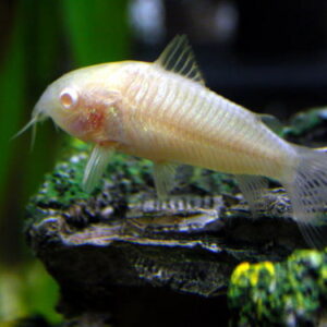 Коридорас Палеатус Албинос - Corydoras paleatus
