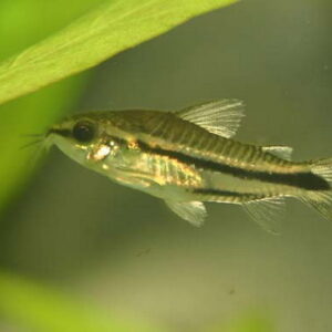 Коридорас Пигмей - Corydoras pygmaeus