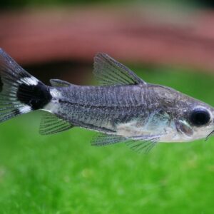 Коридорас Хастатус - Corydoras hastatus