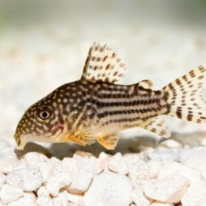 Коридорас Щербай - Corydoras Sterbai