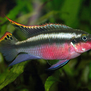 Крибензис - Pelvicachromis pulcher