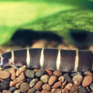 Кули - Pangio (Acanthophthalmus) kuhlii