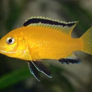 Лабидохромис - Labidochromis caeruleus
