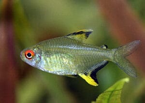Лимонена Тетра - Hyphessobrycon pulchripinnis