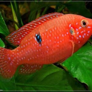 Лифалили 8см - Hemichromis lifalili