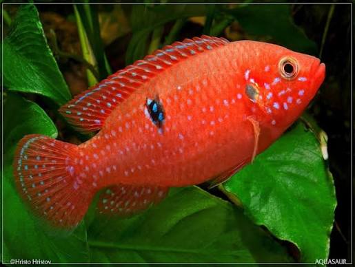 Лифалили 8см - Hemichromis lifalili