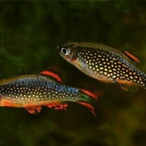 Микроразбора Галакси - Danio margaritatus