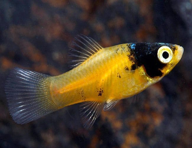 Плата пчеличка - Xiphophorus maculatus