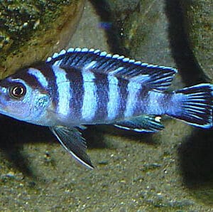 Псевдотрофеус демасони - Pseudotropheus demasoni
