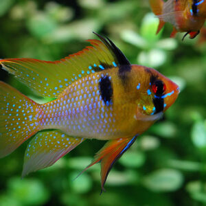 Рамирези - Mikrogeophagus ramirezi