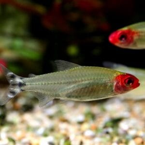 Родостомус - Hemigrammus rhodostomus