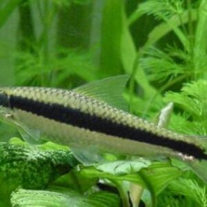 Сае - Crossocheilus siamensis