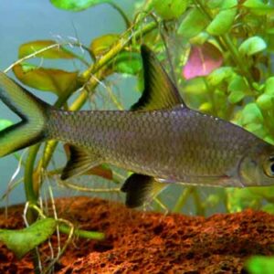Силвър Шарк - Balantiocheilus melanopterus