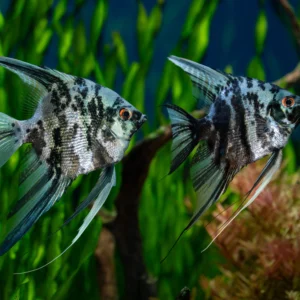 Скалария Marble - Pterophyllum scalare